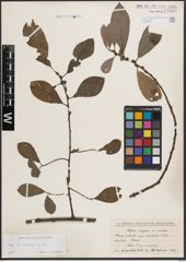 Foto von Salix cinerea L.